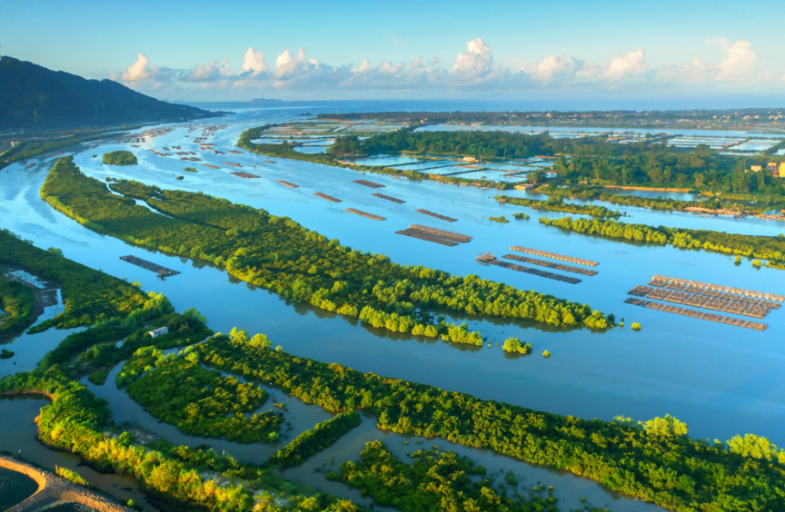 广东阳东寿长河红树林国家湿地公园【供图：阳江市自然资源局】